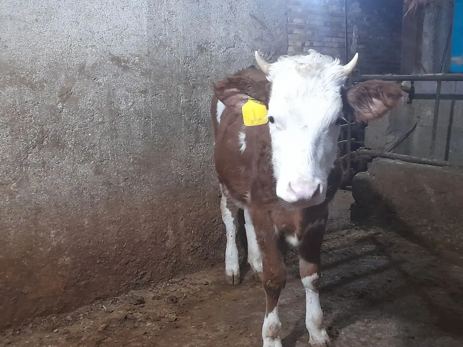 تلیسه سیمینتال|حیوانات مزرعه|کنگاور, |دیوار