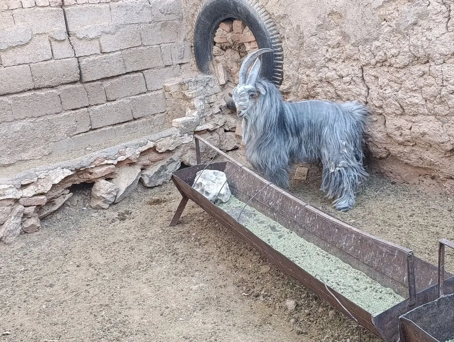 پازن ۲ساله خوشگل و خوش ذات|حیوانات مزرعه|ابرکوه, |دیوار