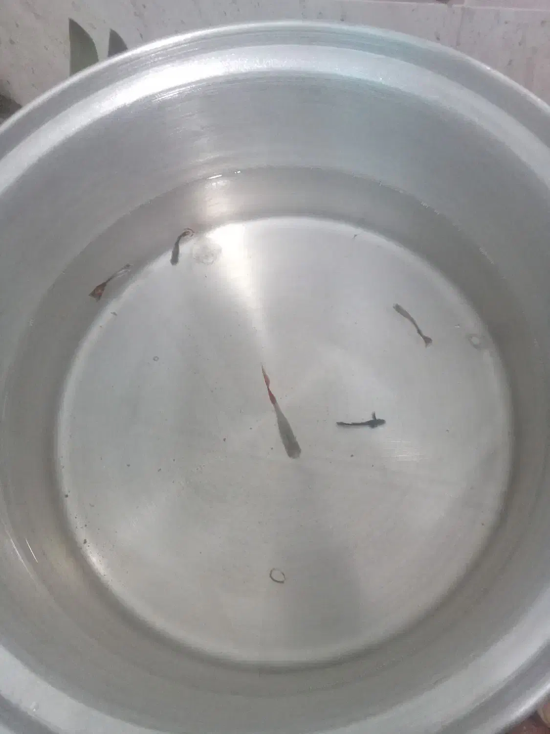 ماهی|ماهی|مشهد, رباط طرق|دیوار