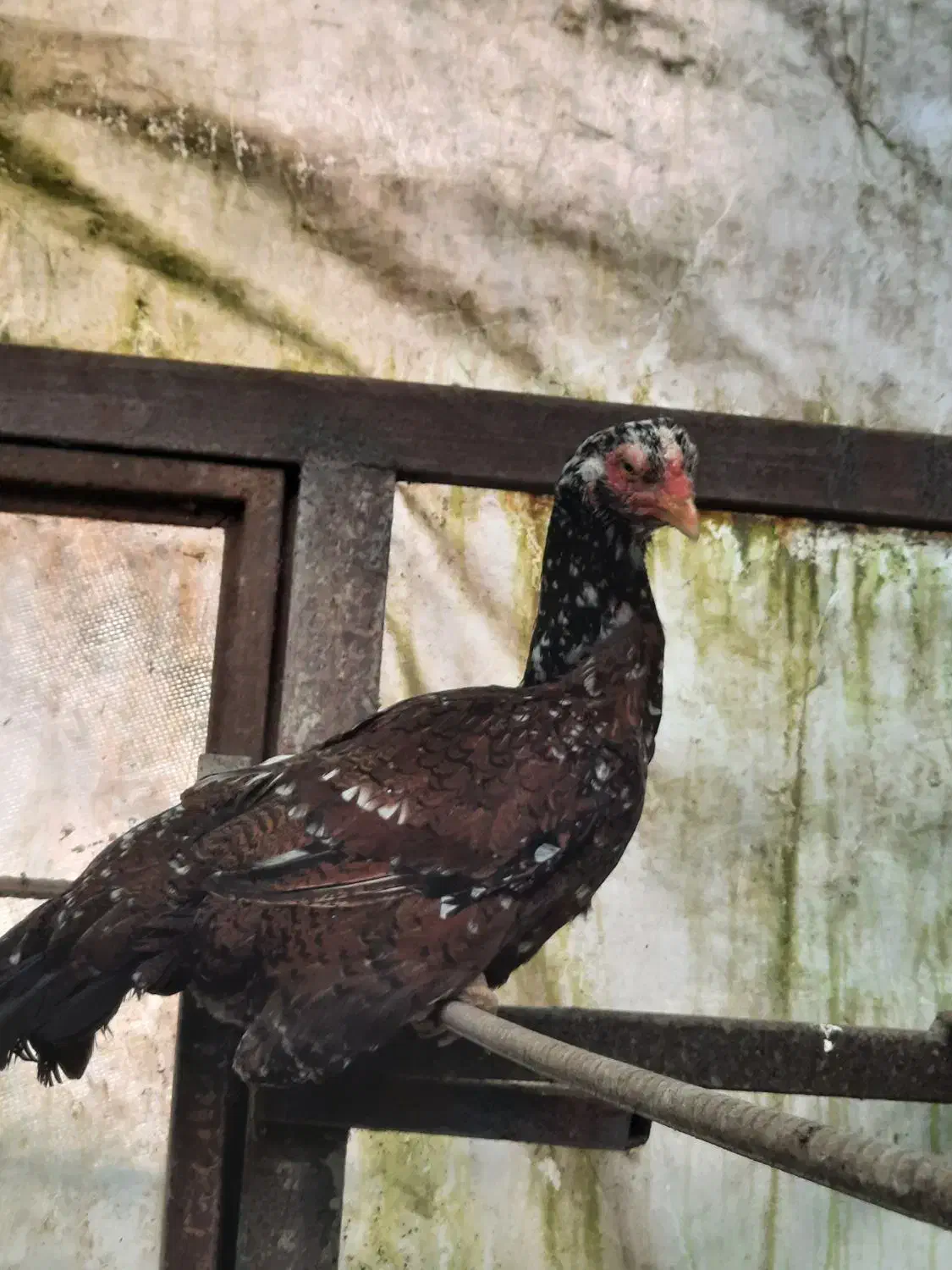 لاری|پرنده|رودسر, |دیوار