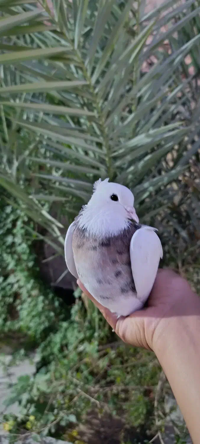 طوقی|پرنده|اهواز, کوی سعدی|دیوار