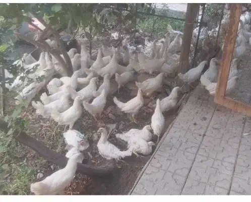 مرغ سیمرغی|پرنده|یزد, |دیوار