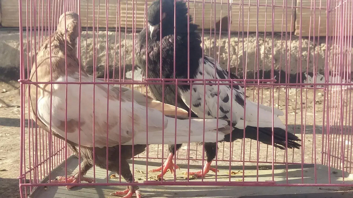 کبوتر سینه ای زاغ دم سفیدشیرازی|پرنده|کوهبنان, |دیوار