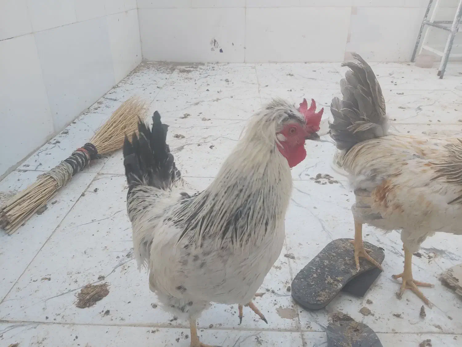 خروس|حیوانات مزرعه|قم, ولیعصر|دیوار