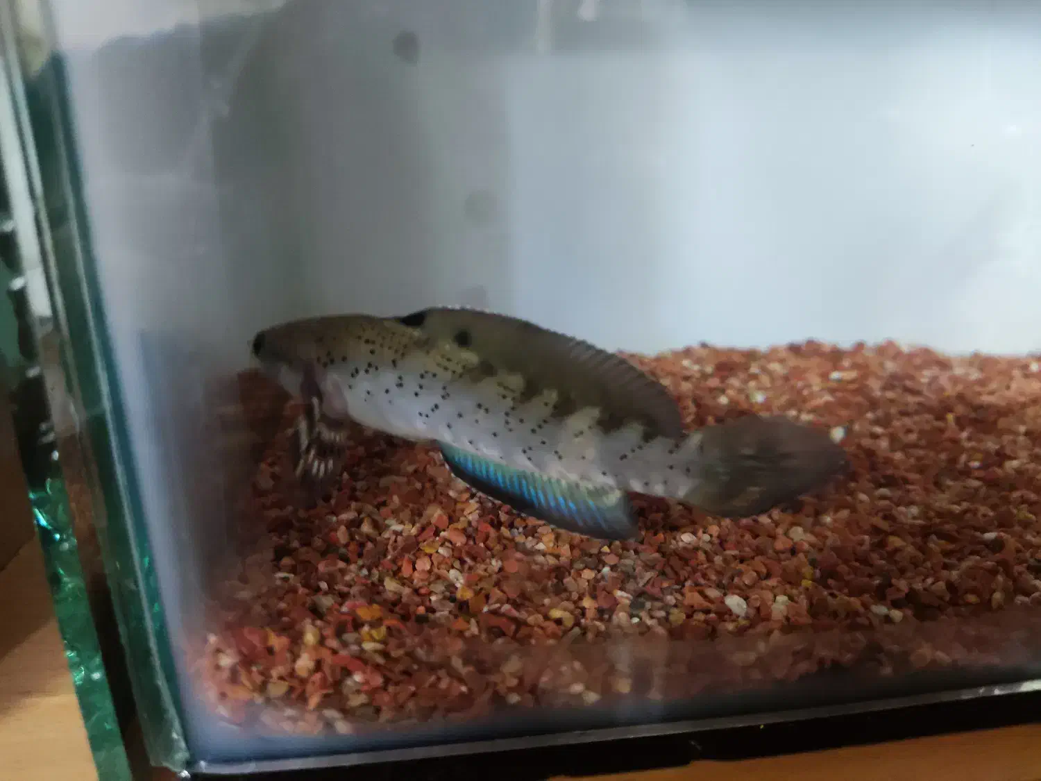 چانا بلو پالچرا|ماهی|برخوار, |دیوار