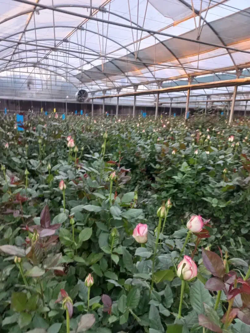 گلخانه فروشی واقع در شهرک گلخانه ای امان آباد|فروش دفتر صنعتی، کشاورزی، تجاری|اراک, |دیوار