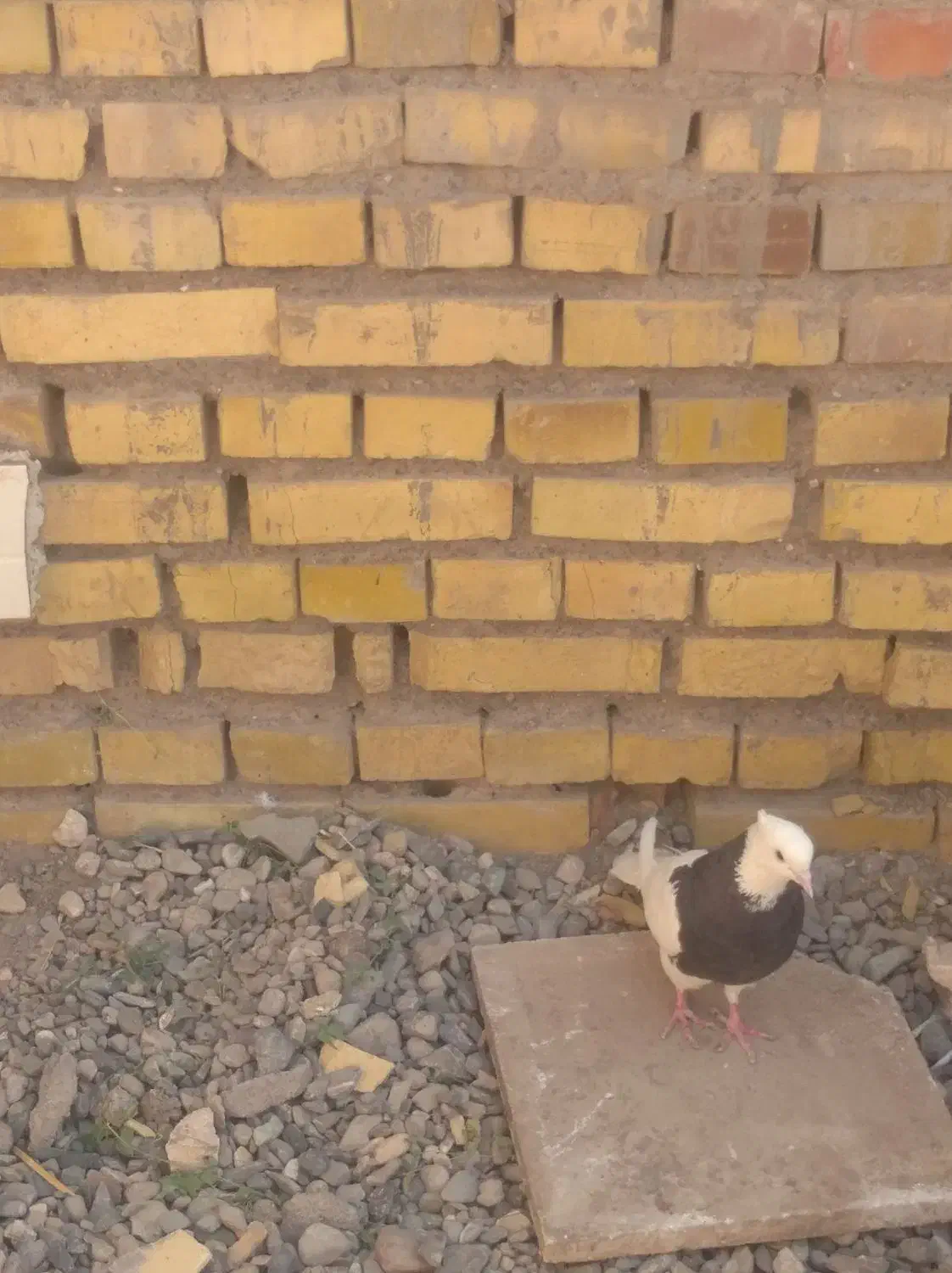 کبوتر|پرنده|کشکوئیه, |دیوار