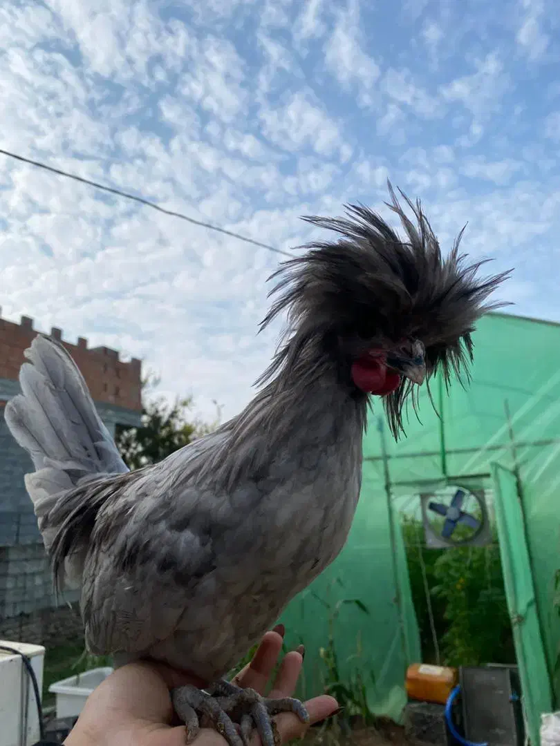 مرغ و خروس لهستانی اصیل|حیوانات مزرعه|سورک, |دیوار