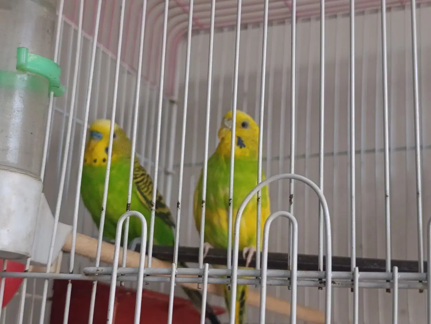 فروش دوتا مرغ عشق 550|پرنده|کرمان, |دیوار