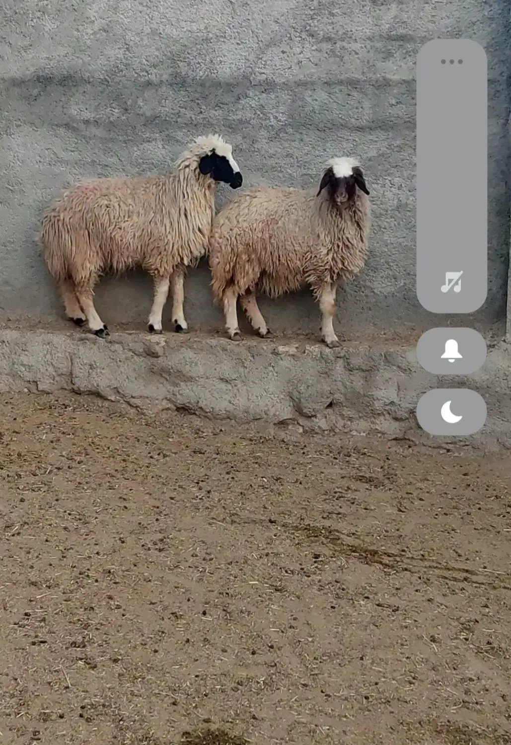 میش بره، شک ورن، بز،گوسفند|حیوانات مزرعه|آبدانان, |دیوار