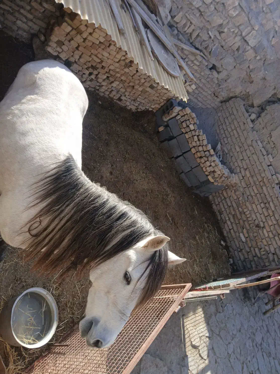 نریون|اسب و تجهیزات اسب‌سواری|قوچان, |دیوار