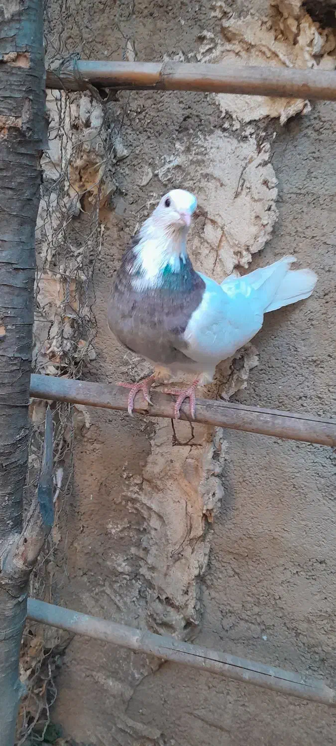 کبوتر طوقی|پرنده|خان ببین, |دیوار