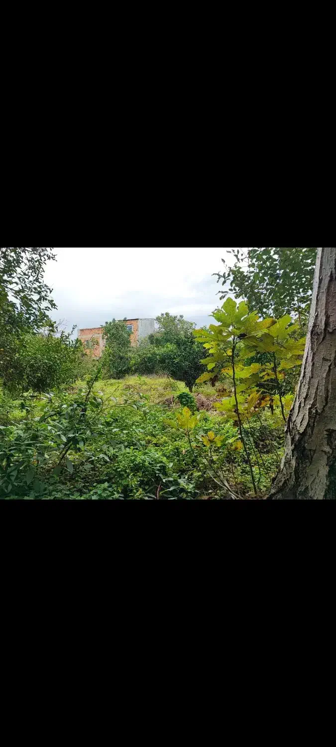 زمین 1800متری مسکونی در روستای آبمال قائمشهر|فروش زمین و ملک کلنگی|قائم‌شهر, |دیوار