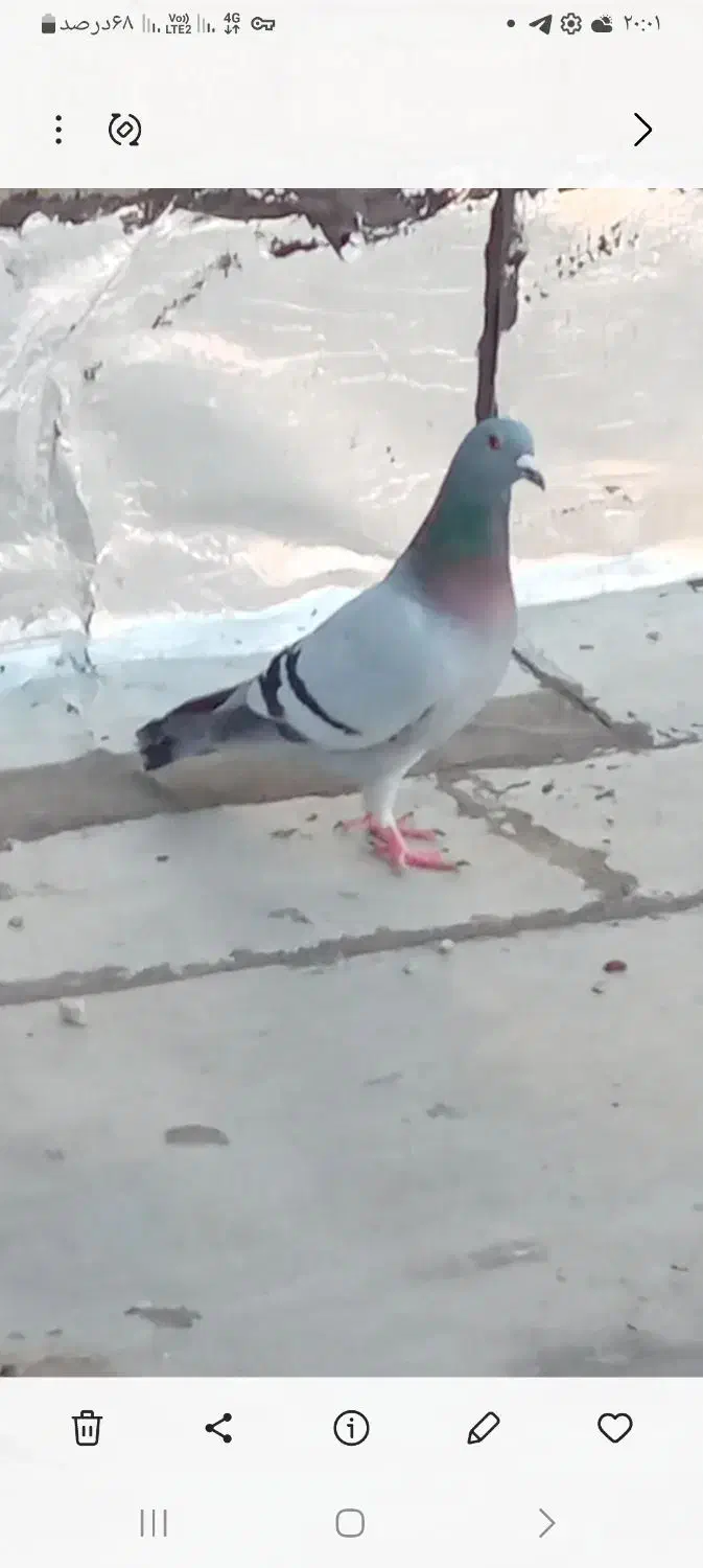 کبوتر مسافتی|پرنده|خسروشاه, |دیوار