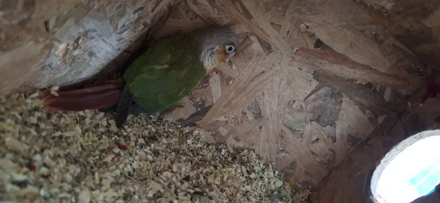 پرنده|پرنده|کرباسک, |دیوار