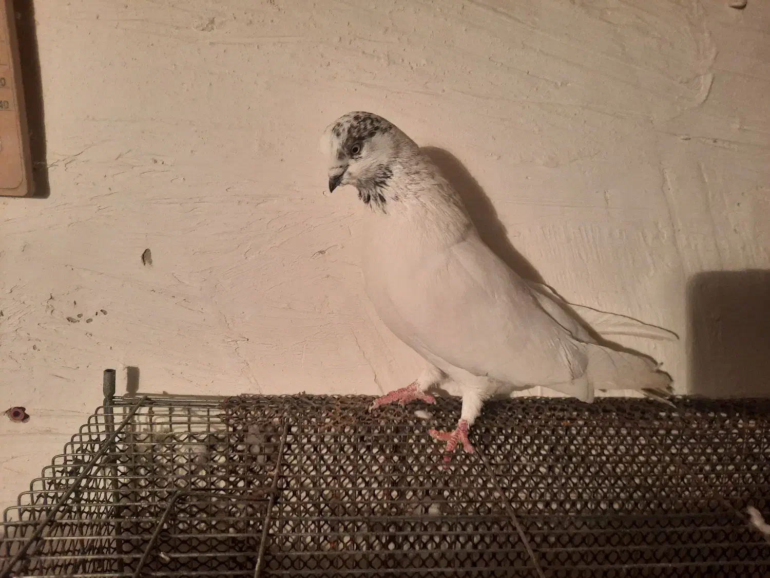 کبوتر|پرنده|تبریز, |دیوار