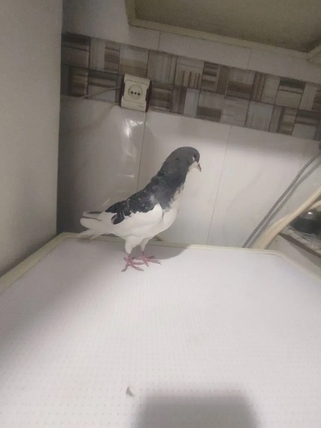 جوجه چپ کوهی|پرنده|شیراز, شیخ علی چوپان|دیوار