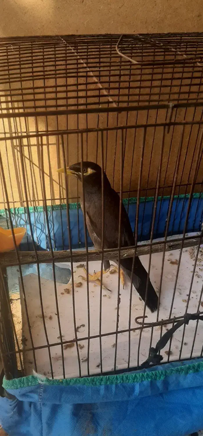 مرغ مینانرچشم ستاره ای اصل افغان،کلام دار|پرنده|دزفول, |دیوار