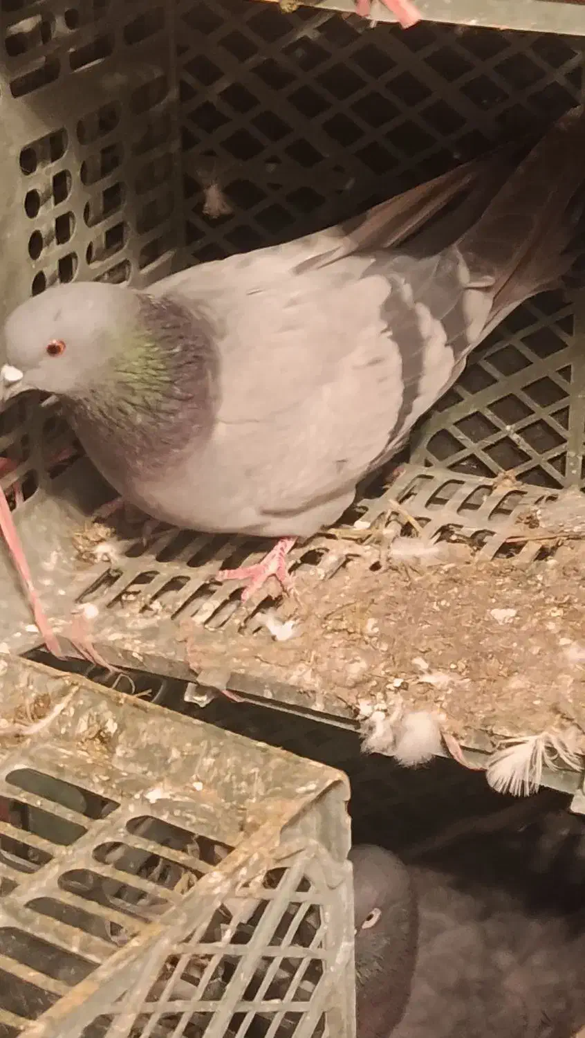 3 جفت کبوتر|پرنده|سیلوانه, |دیوار