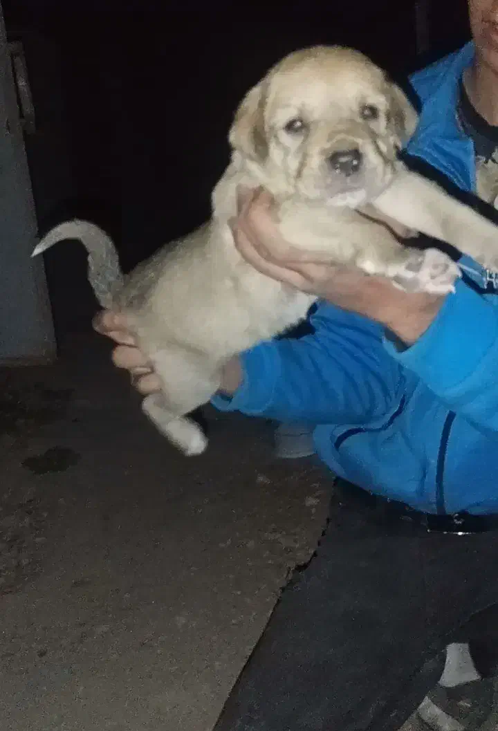 واگذاری سگ|سگ|مشگین شهر, |دیوار