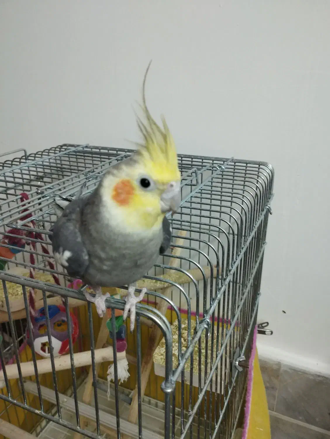 عروس هلندی نر1سالونیمه کارداده مست مست|پرنده|قم, انصارالحسین|دیوار