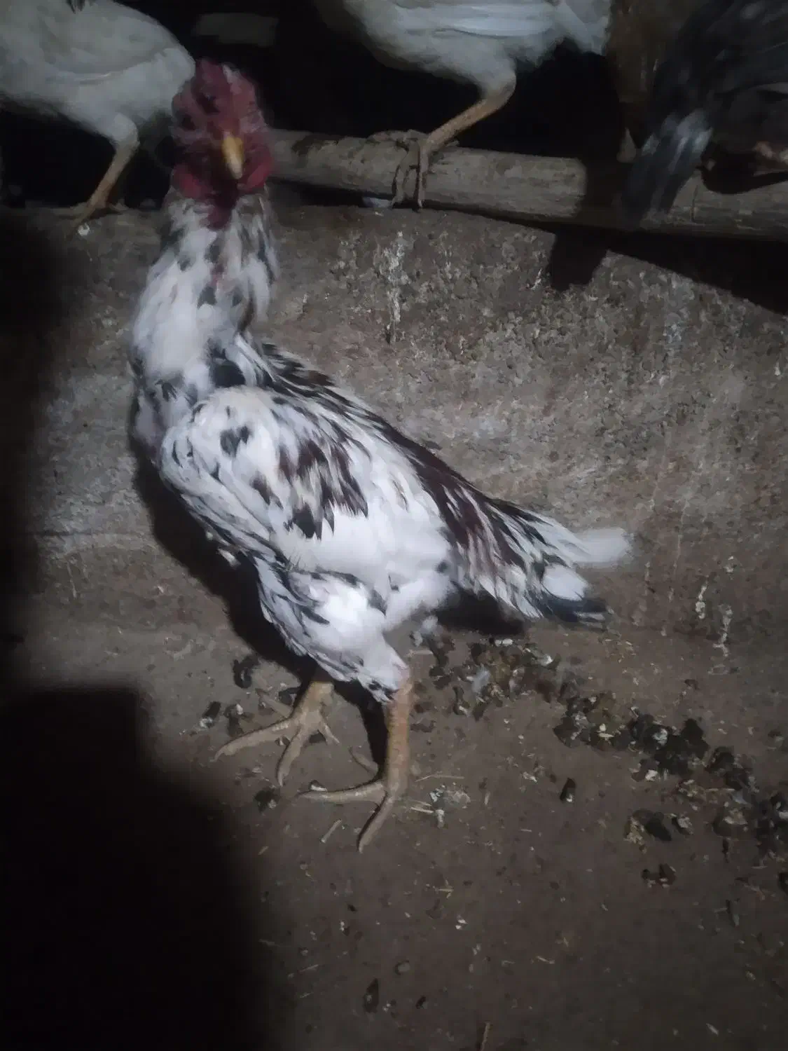 خروس لاری|حیوانات مزرعه|مریوان, |دیوار