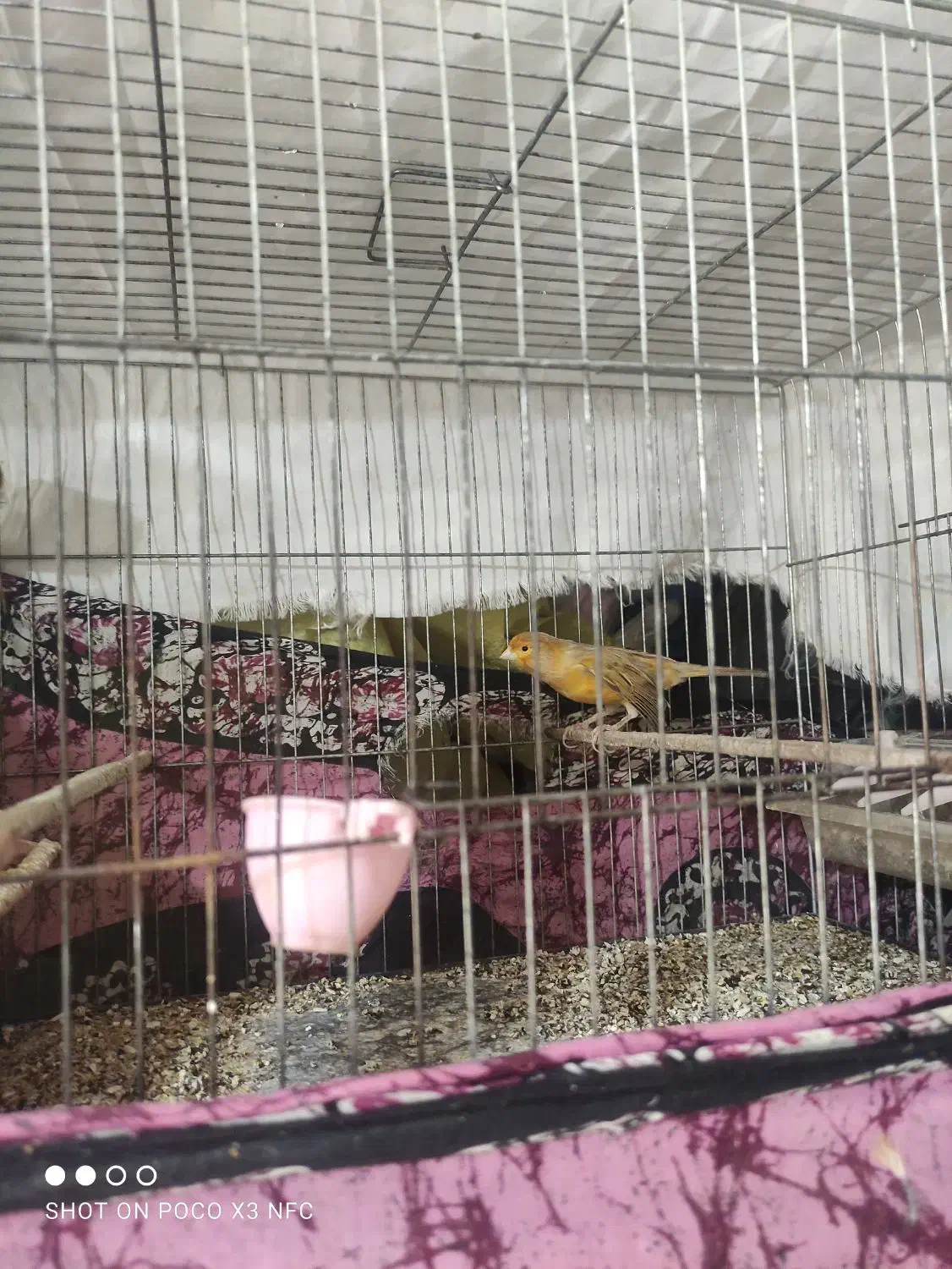 یه عدد نر دارچین سرخ|پرنده|کرمان, |دیوار