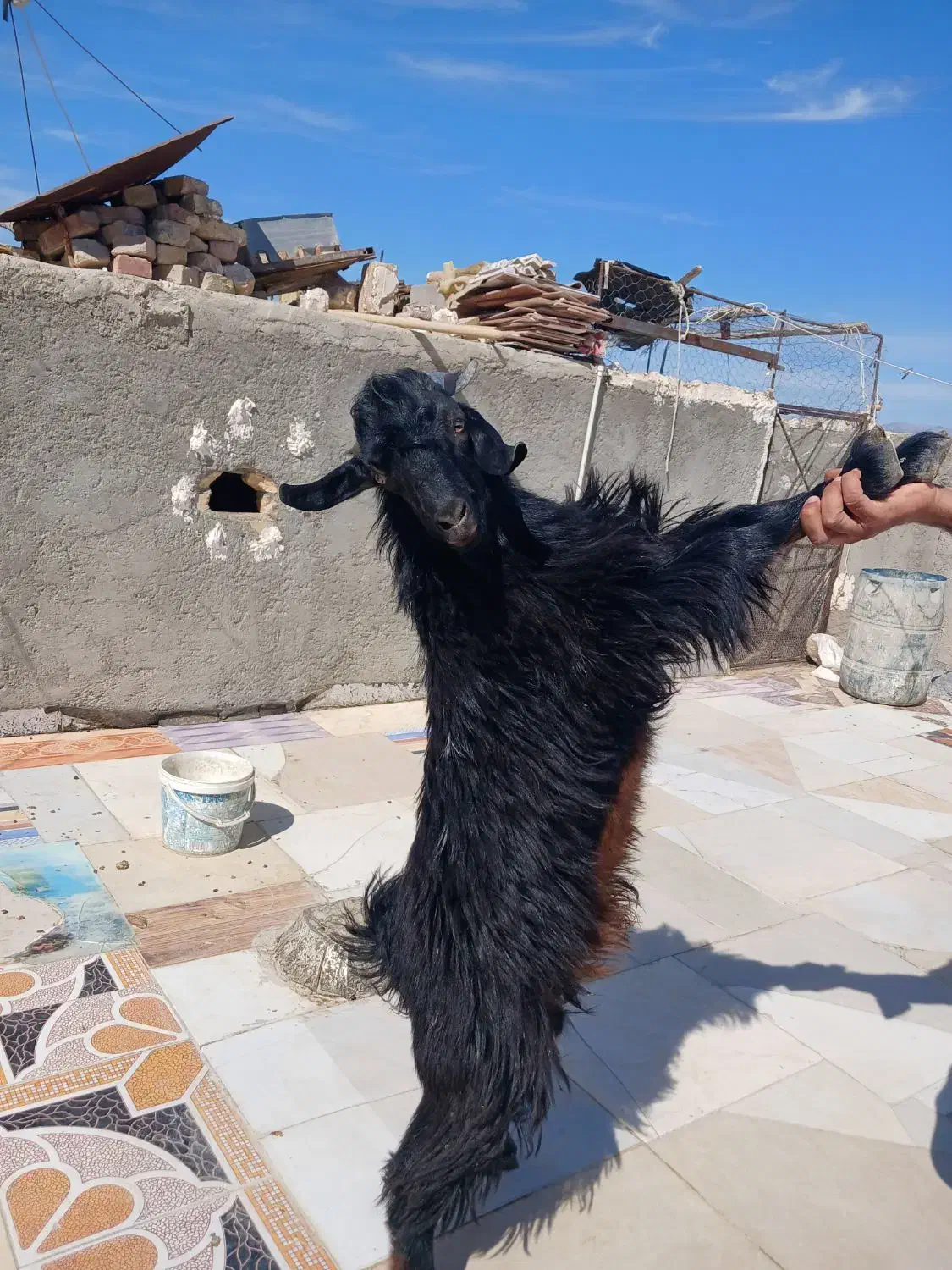 پاچن بهای|حیوانات مزرعه|سراوان, |دیوار