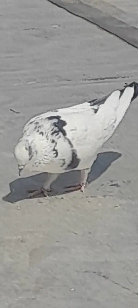 کفتر|پرنده|قم, باغ شازده|دیوار