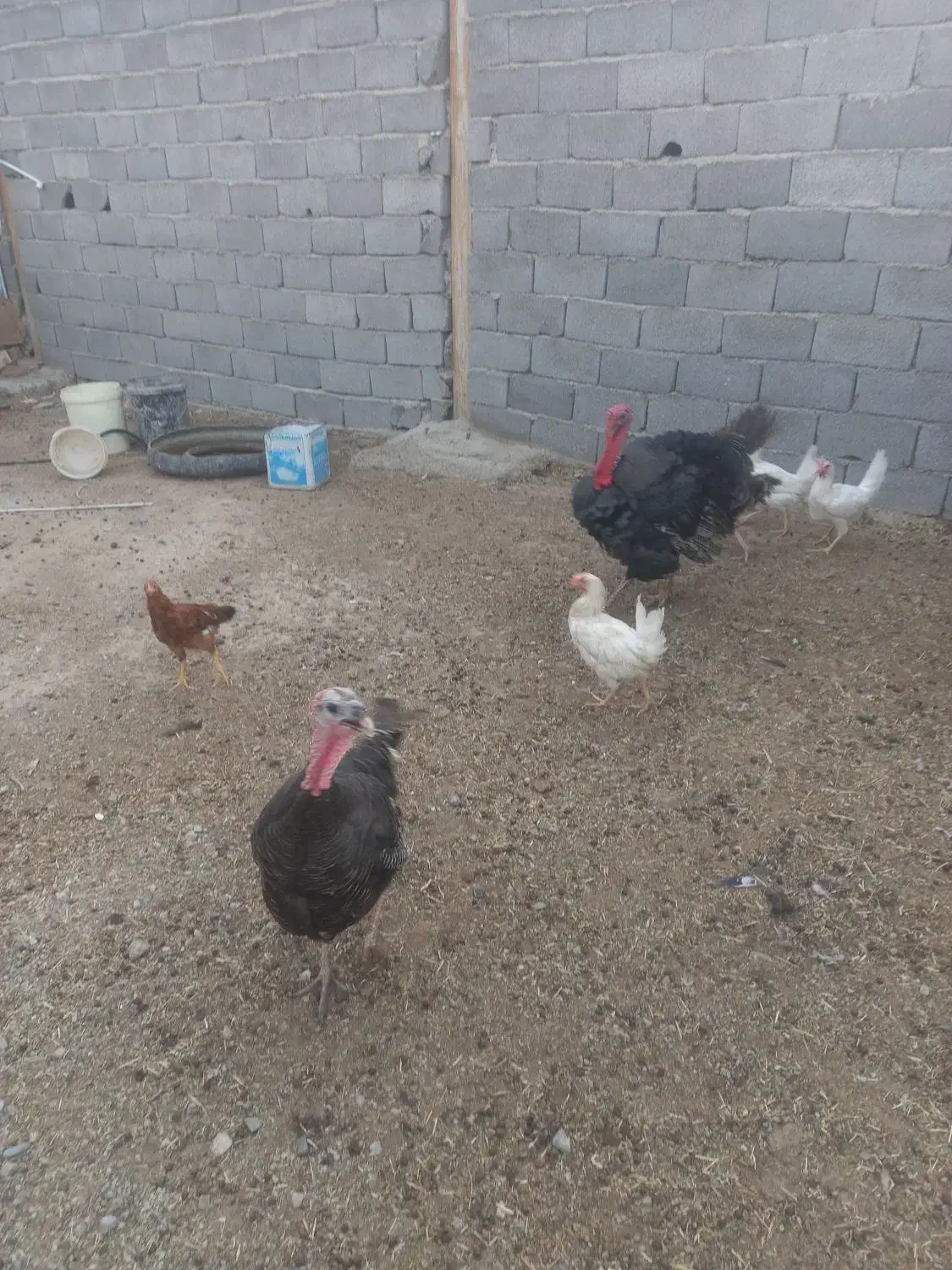 بوقلمونروماده|حیوانات مزرعه|ماهدشت, |دیوار