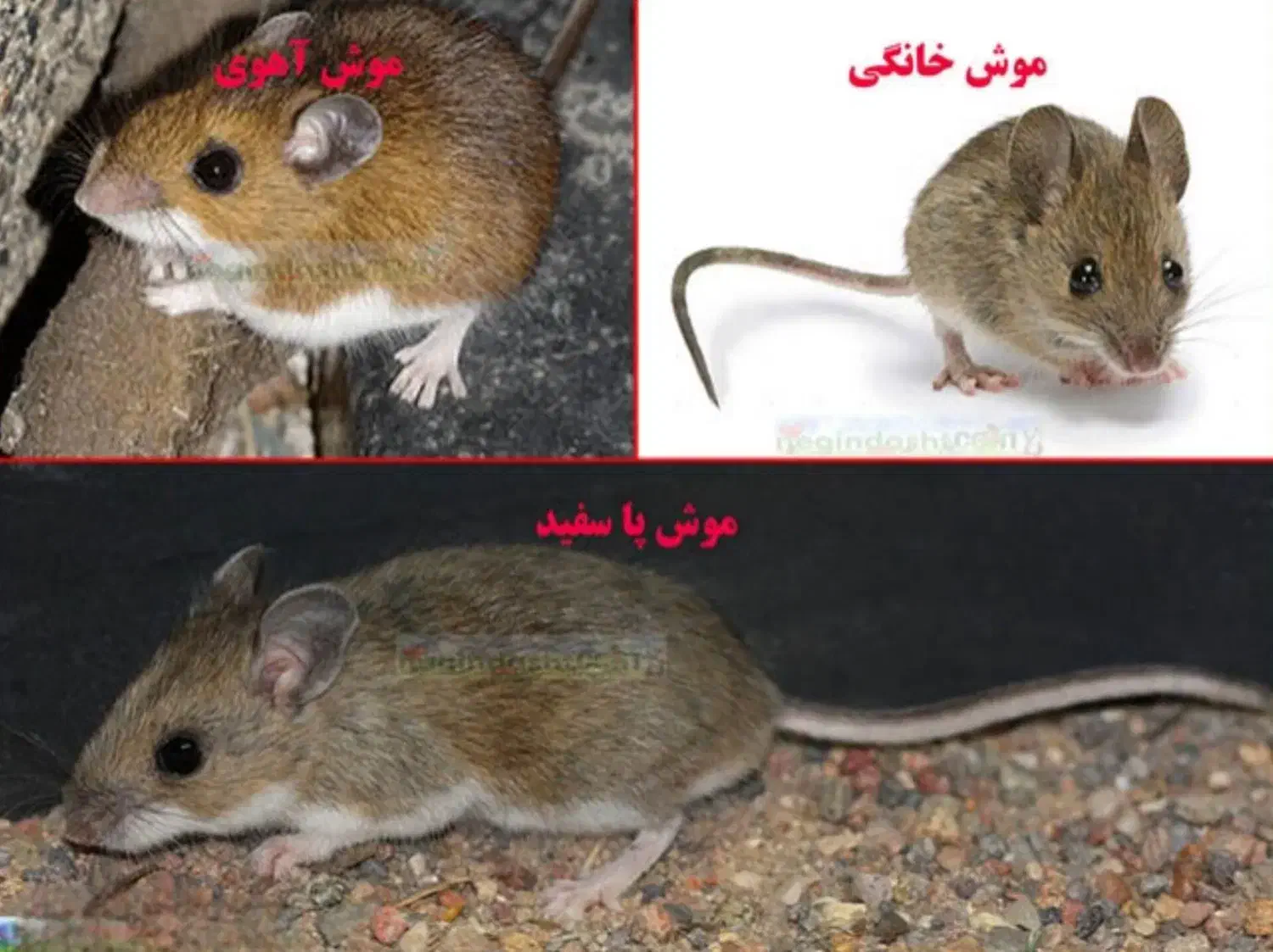 سمپاشی تضمینی یکساله سوسک ساس کنه موش کک(سم پاشی)|خدمات نظافت|ری, دولتآباد|دیوار