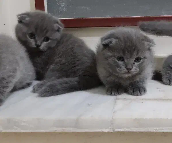 اسکاتیش بلو فولد|گربه|کرمان, |دیوار