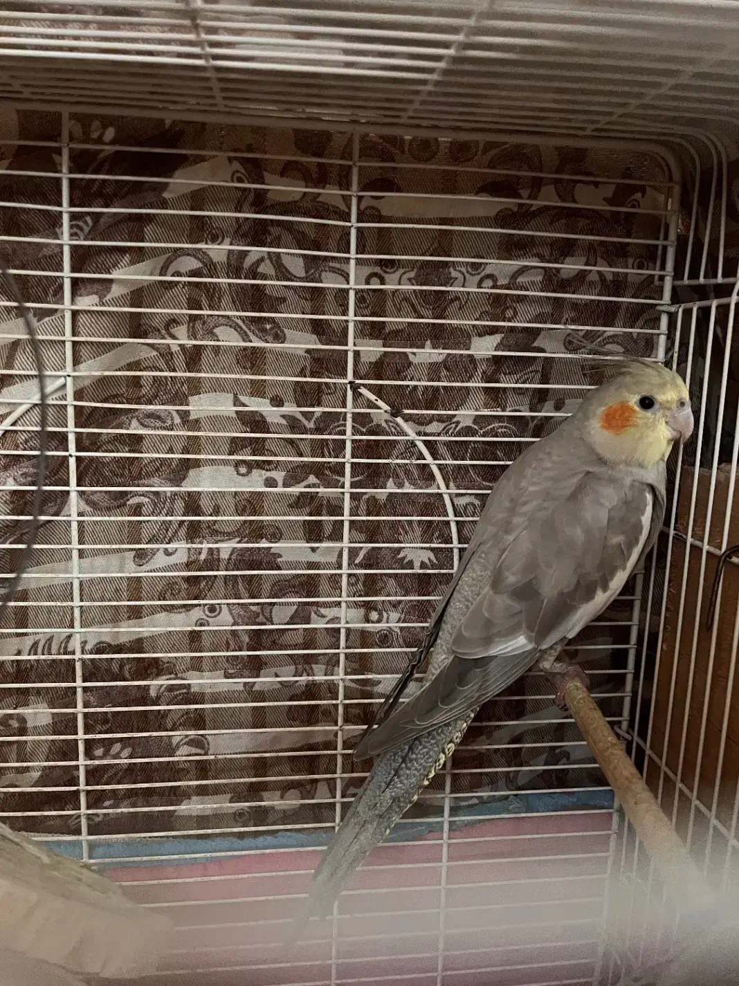 ۳عدد عروس هلندی بالغ|پرنده|آستارا, |دیوار