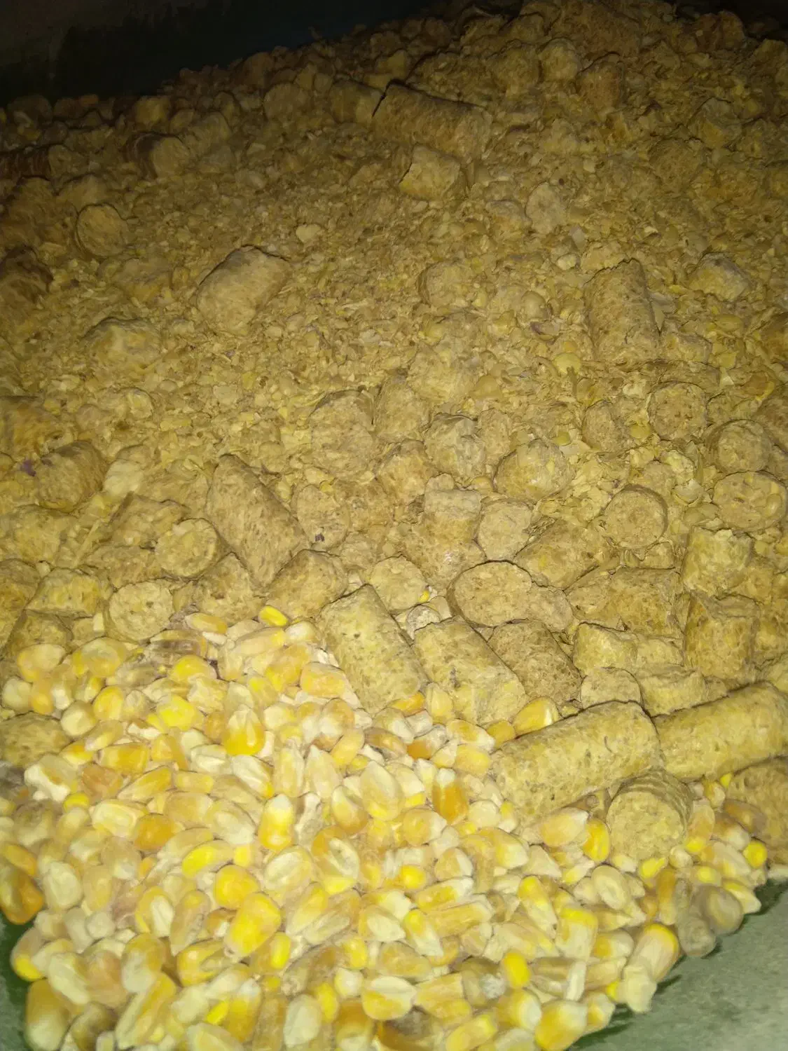 دان بوقلمون ، مرغ ، بلدرچین|لوازم جانبی حیوانات|کبودرآهنگ, |دیوار