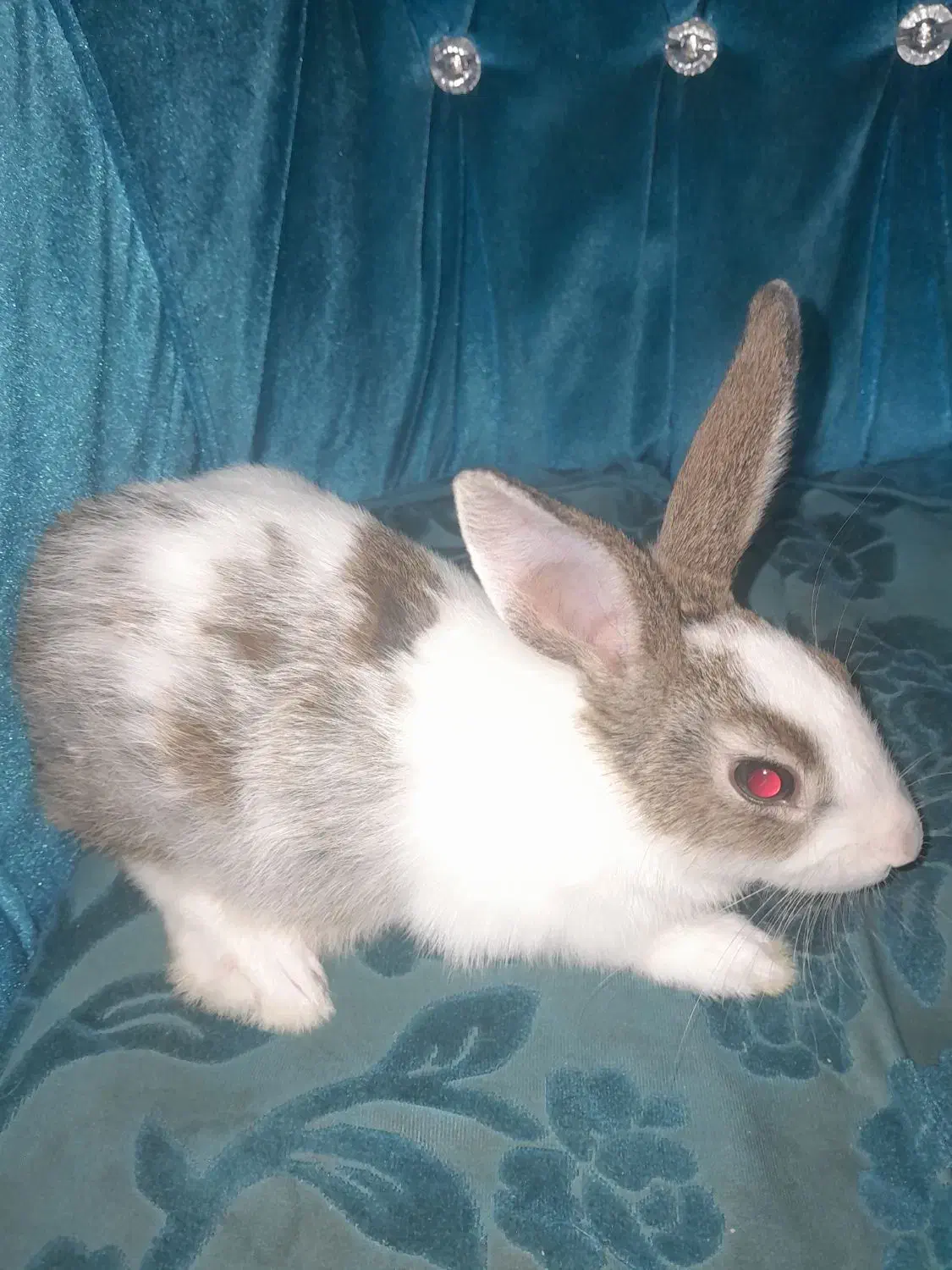 خرگوش نر|موش و خرگوش|تهران, شمیران‌نو|دیوار