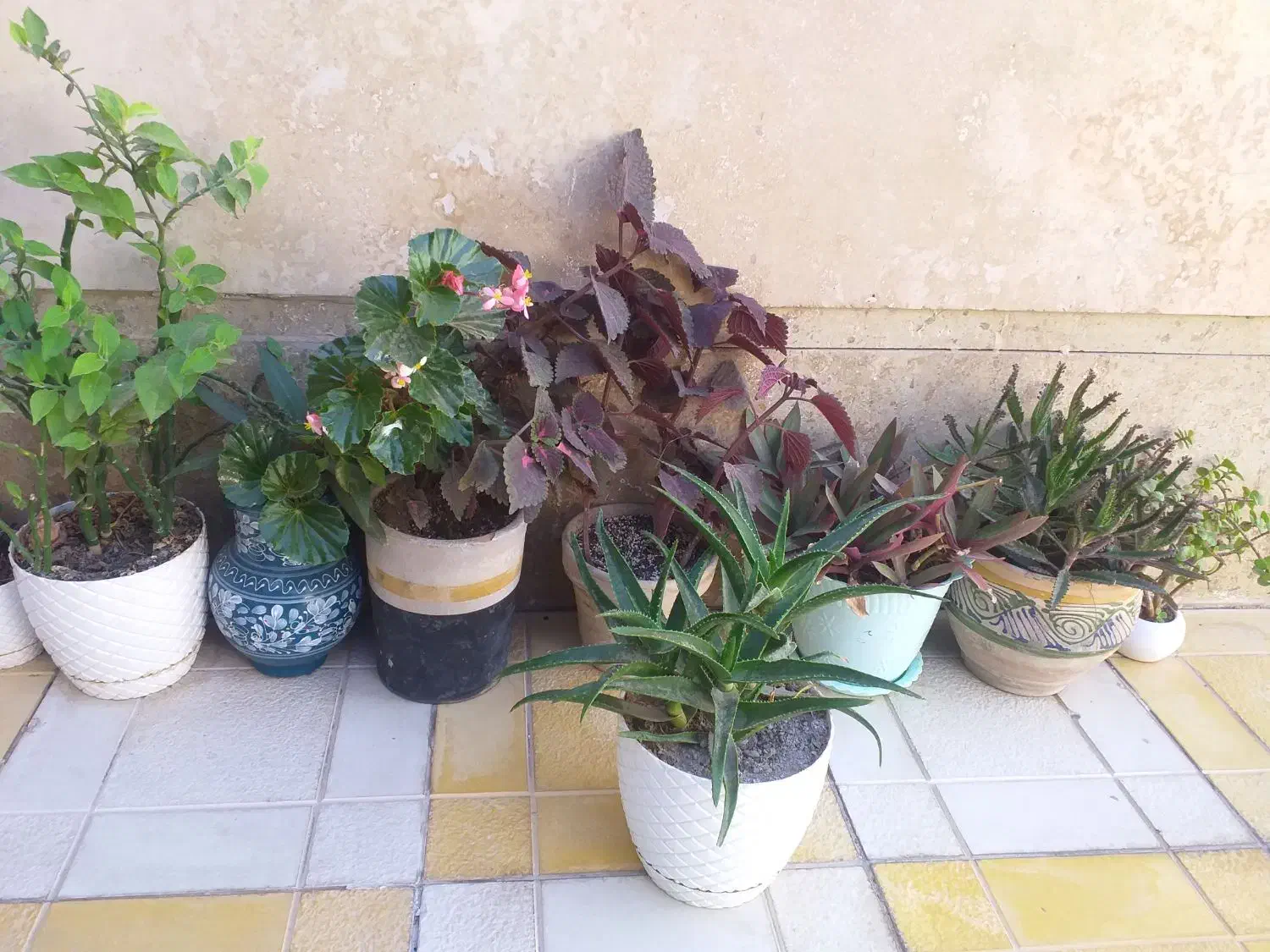 گل طبیعی|گل و گیاه طبیعی|تاکستان, |دیوار