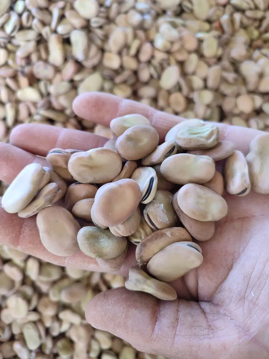 باقالی|خوردنی و آشامیدنی|آستارا, |دیوار