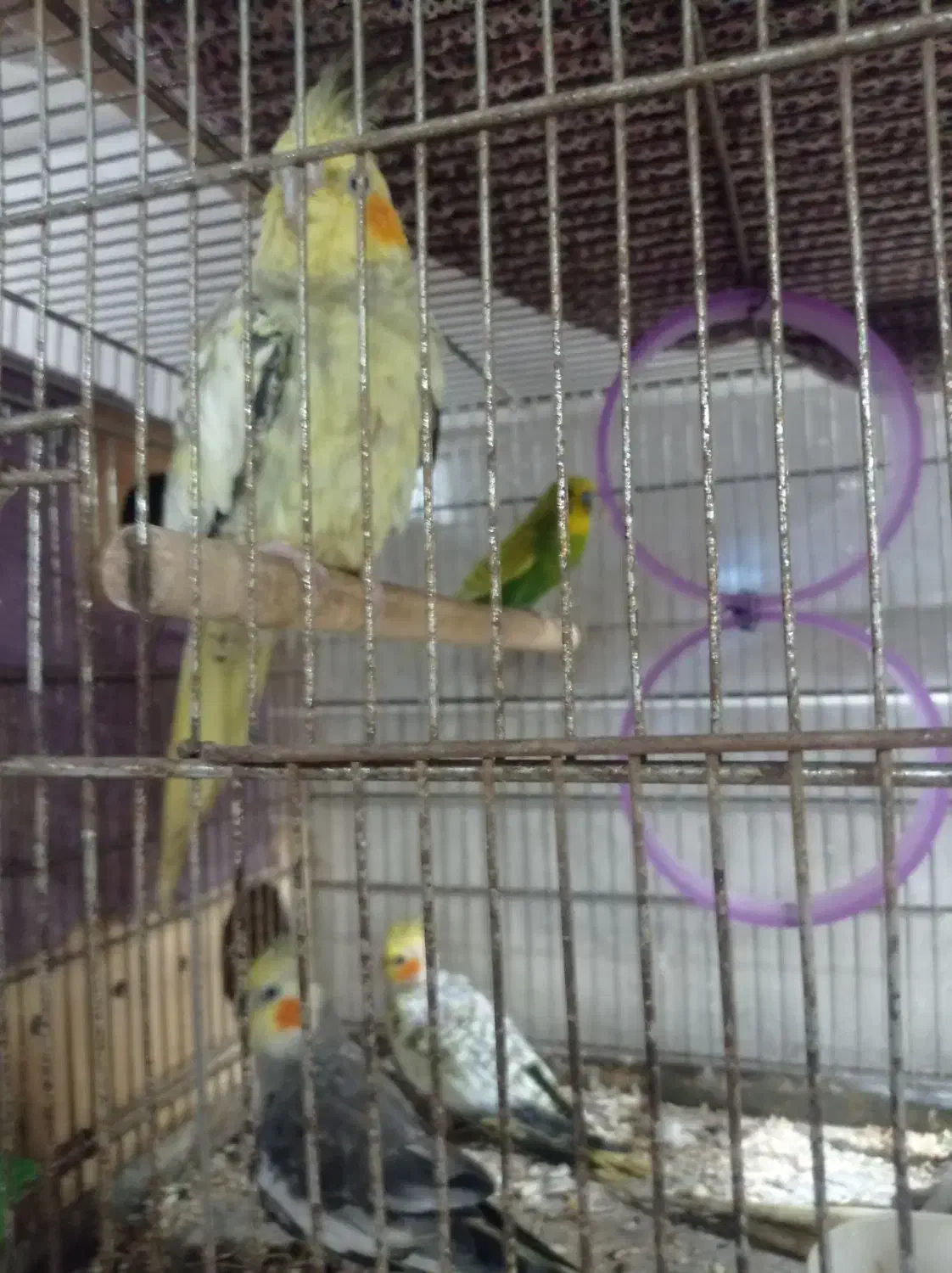 عروس هلندی|پرنده|قشم, |دیوار