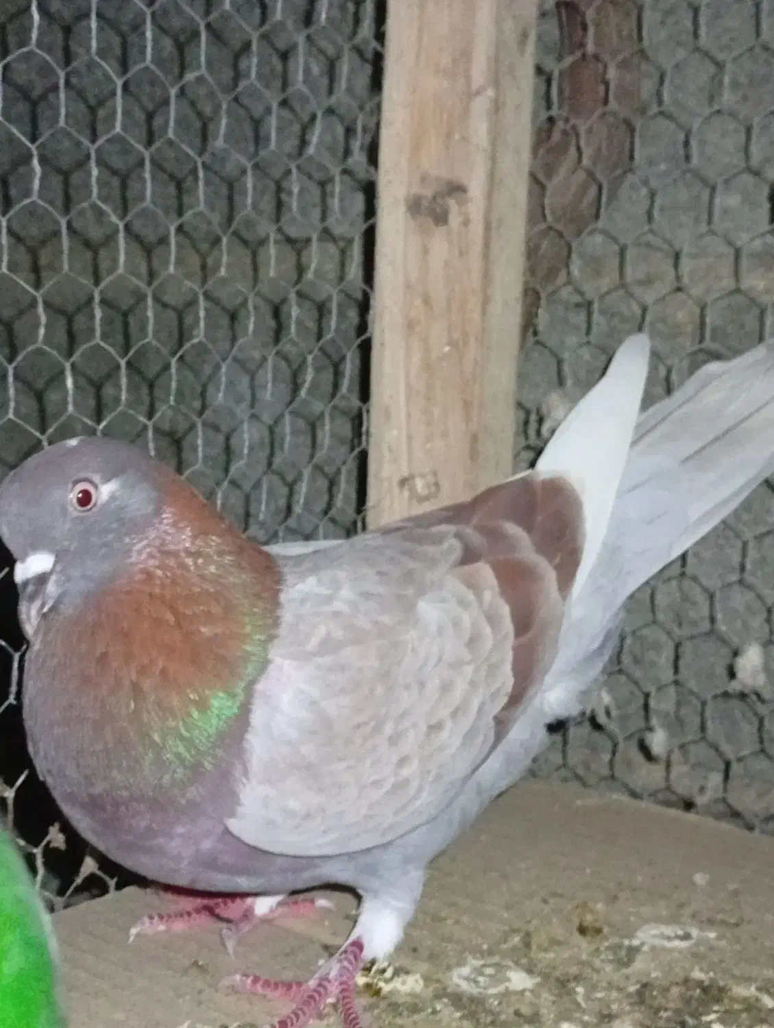 کبوتر ارزان|پرنده|کوهی‌خیل, |دیوار