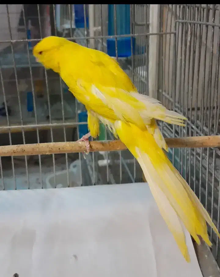 هایپر پرندگان|پرنده|بیجار, |دیوار