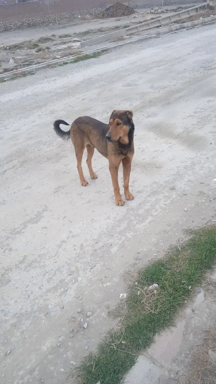 گمشده|حیوانات|بناب, |دیوار