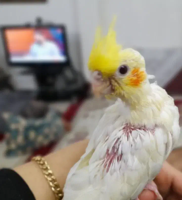 عروس هلندی دستی|پرنده|ابهر, |دیوار