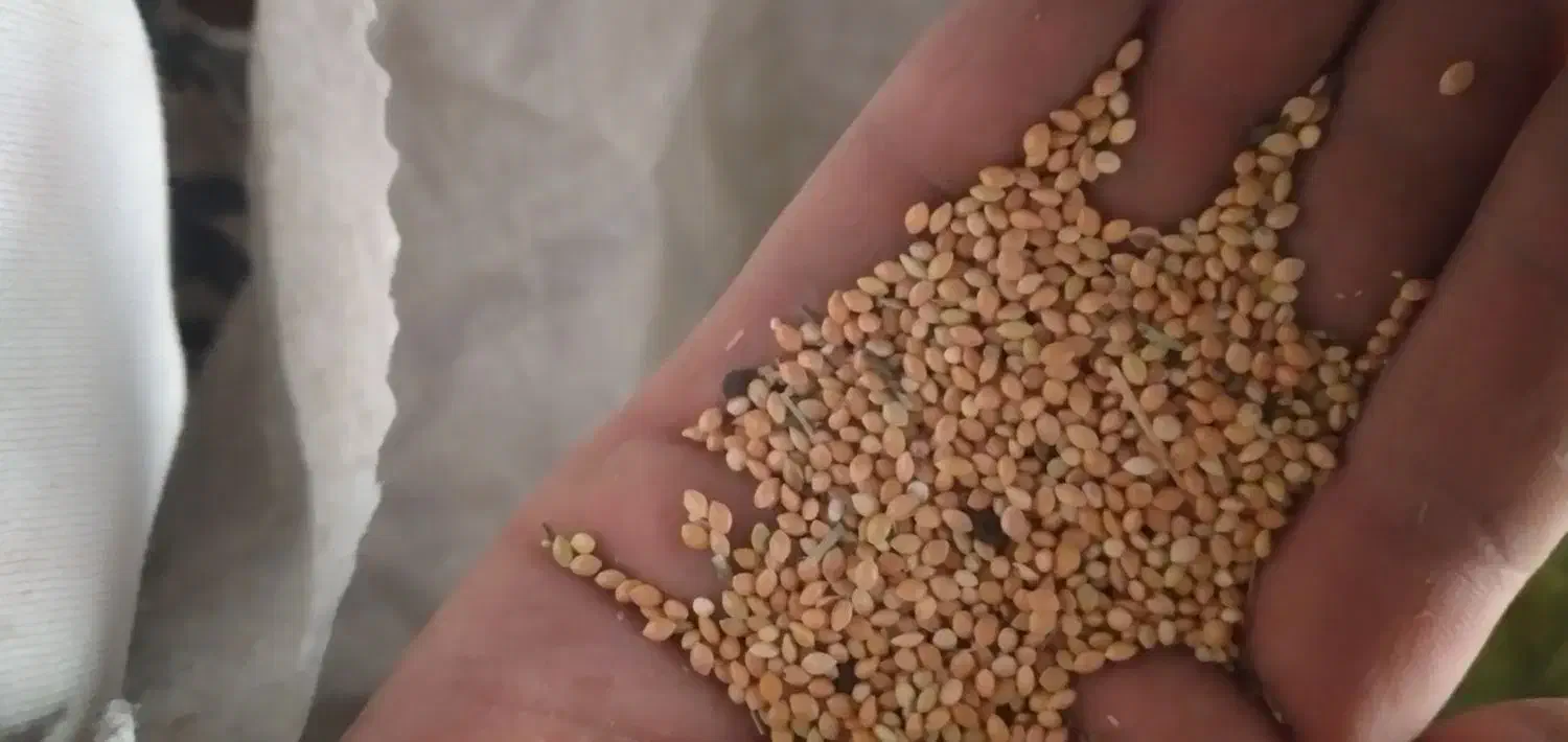 ارزن|لوازم جانبی حیوانات|یزد, |دیوار