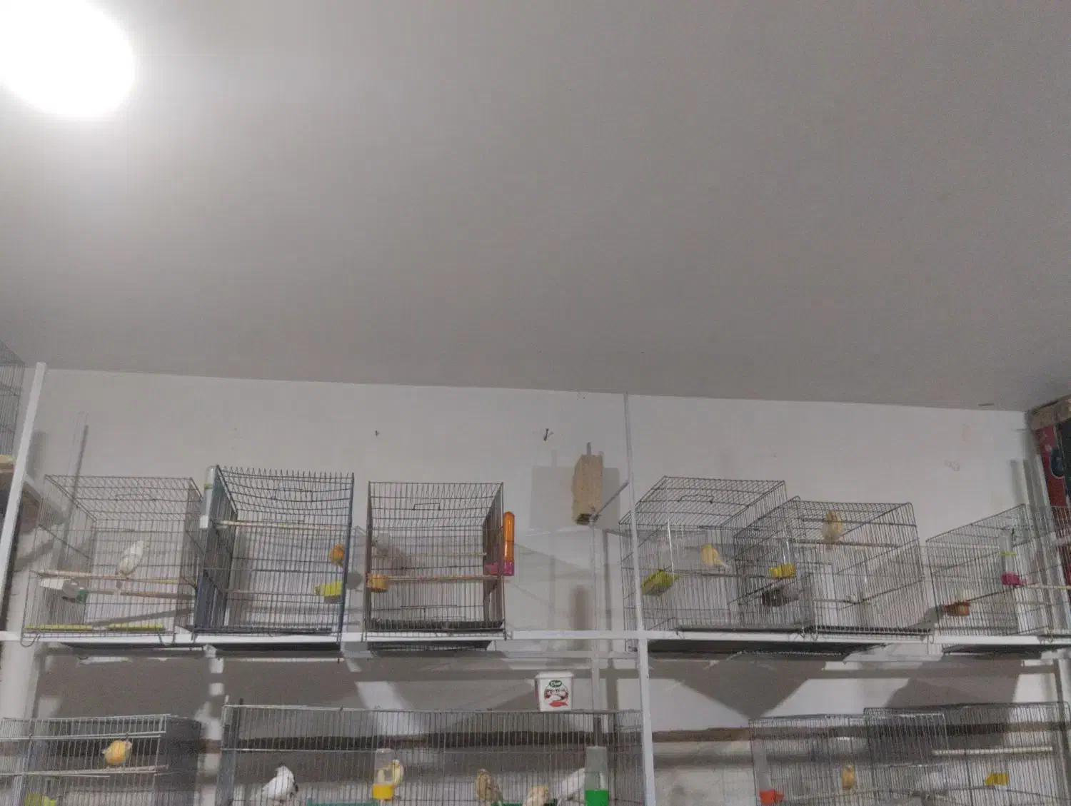 قناری نر|پرنده|بافق, |دیوار