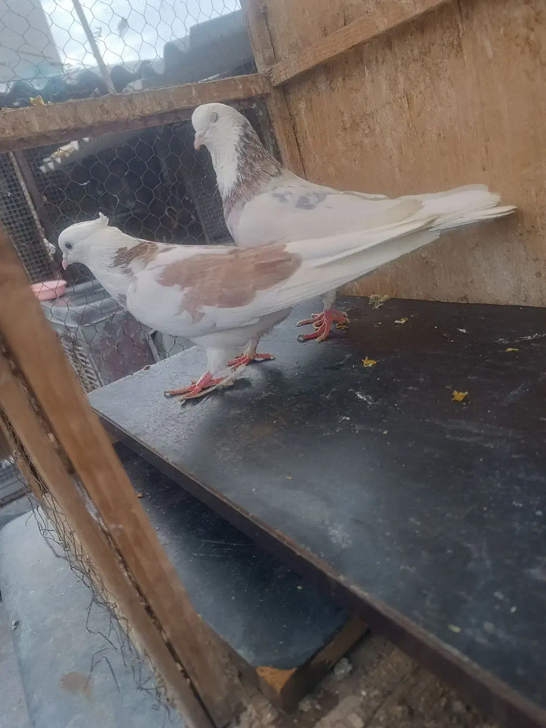 کفتر کفتر بازی|پرنده|ری, علایین|دیوار