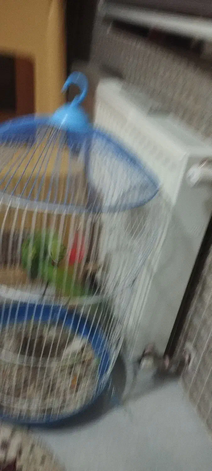 طوطی ملنگو|پرنده|بانه, |دیوار