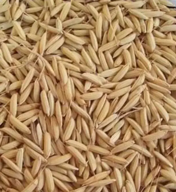 چلتیک چلتوک برنج شمیم هاشمی نخ بلند|خوردنی و آشامیدنی|یاسوج, |دیوار