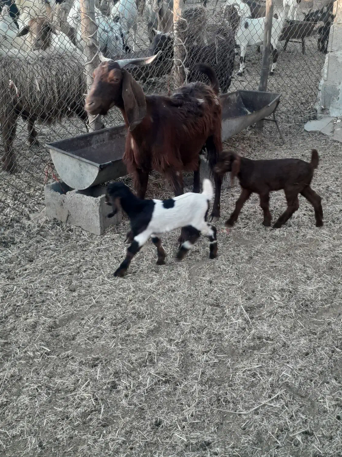 فروش یک عدد بز دوقلو زا|حیوانات مزرعه|هندیجان, |دیوار