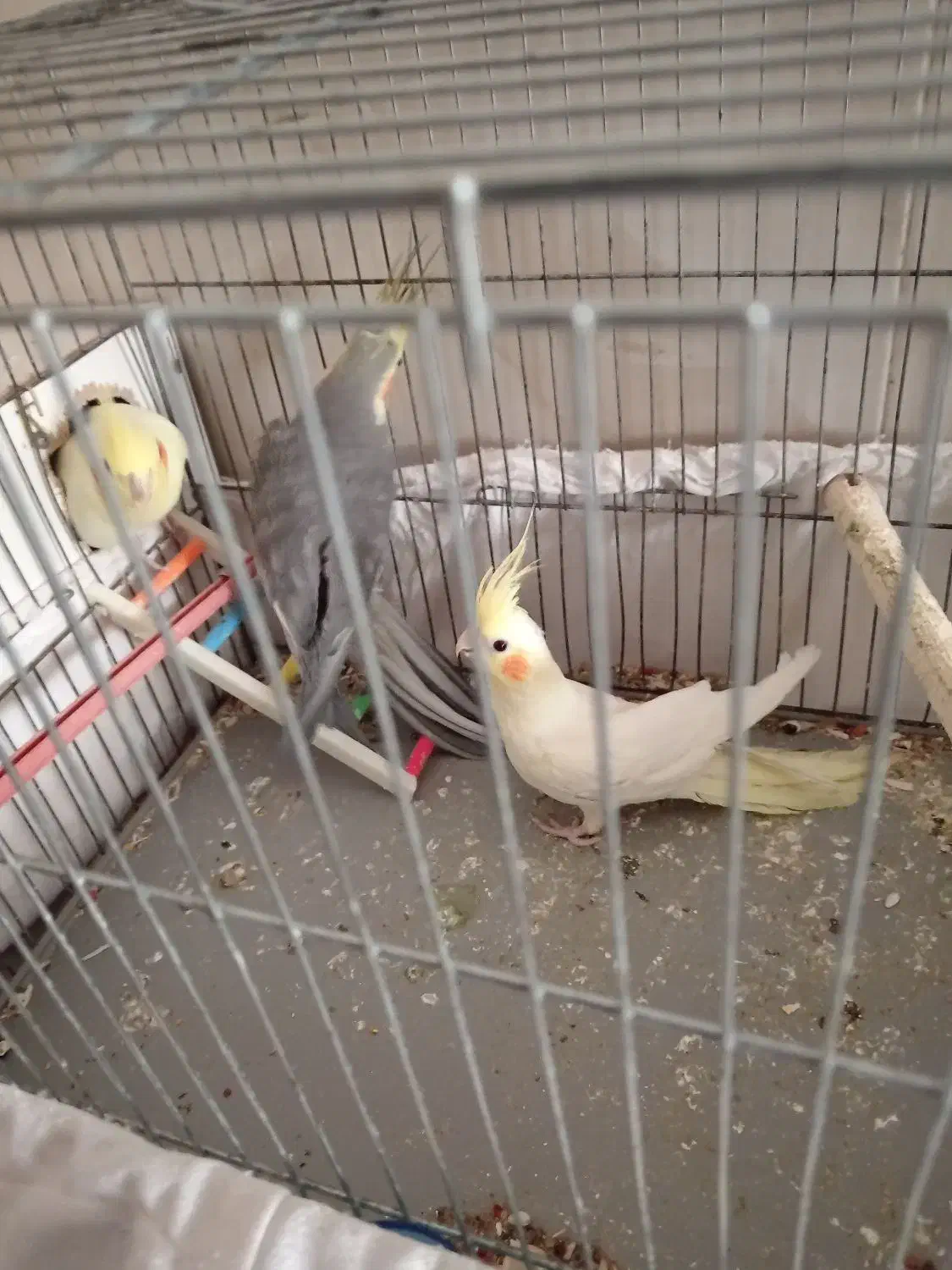 عروس هلندی|پرنده|سبزوار, شرق کال عیدگاه|دیوار