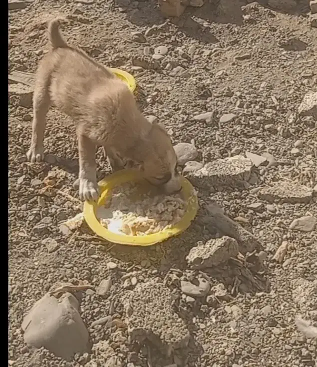 توله سگ نر|سگ|مشهد, خین عرب|دیوار